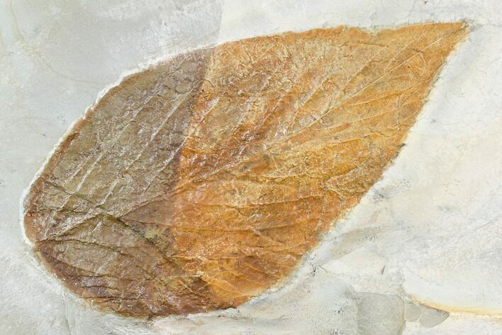 Large, Fossil Hackberry (Celtis) Leaf - Montana #105184